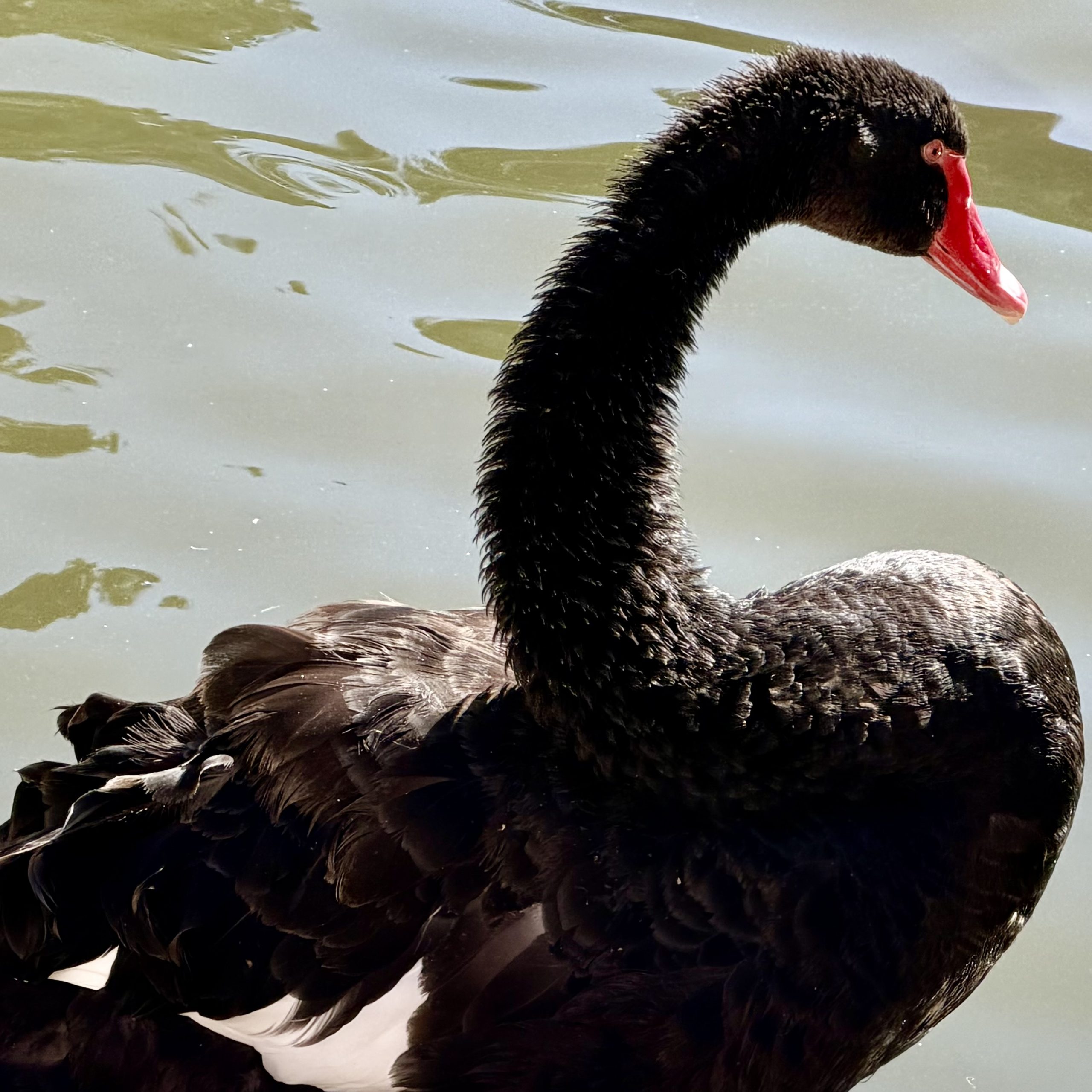 #blackswan